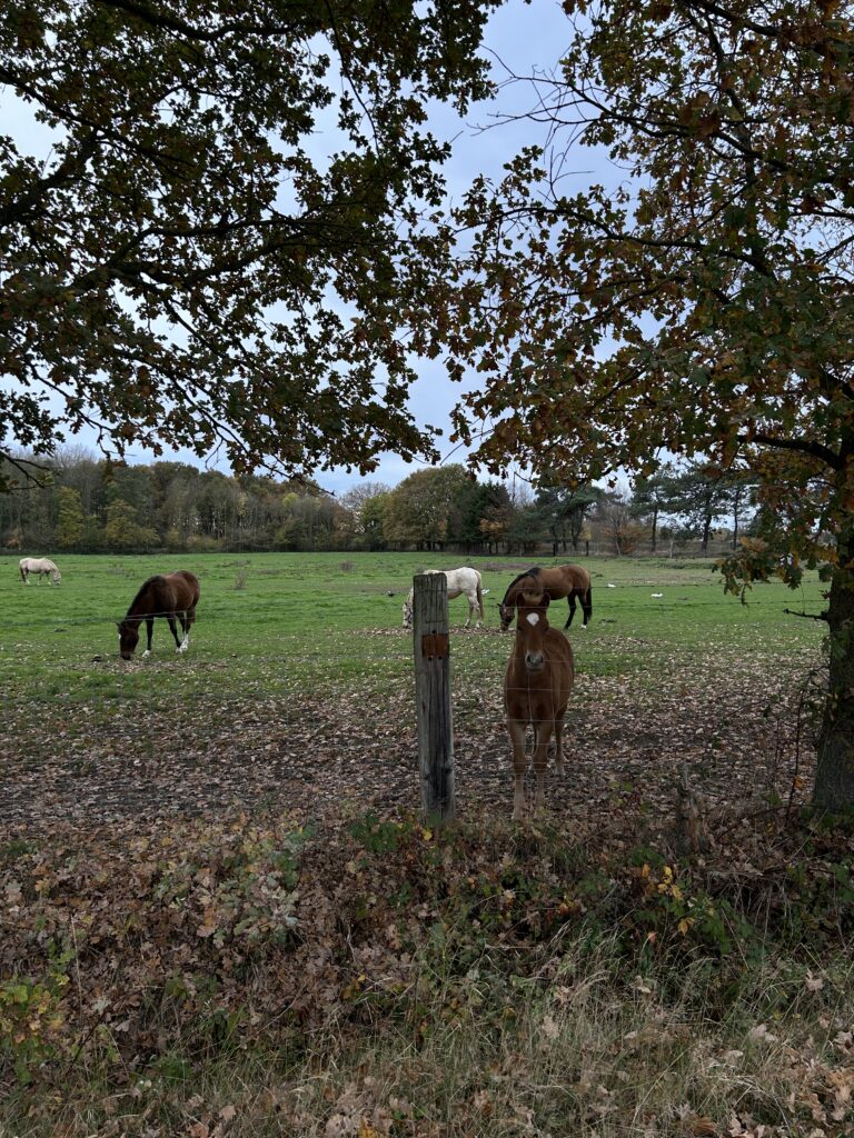 Een foto die ik genomen heb in mijn vrije tijd. Je ziet een wei met paarden en veel gras. case-pagina
